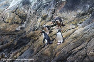 Pinguini, Doubtful Sound, Nuova Zelanda. Autore e Copyright Marco Ramerini.