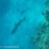 Snorkeling con gli squali, Kuata Island, Isole Yasawa, Figi. Autore e Copyright Marco Ramerini