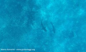 Snorkeling con gli squali, Kuata Island, Isole Yasawa, Figi. Autore e Copyright Marco Ramerini