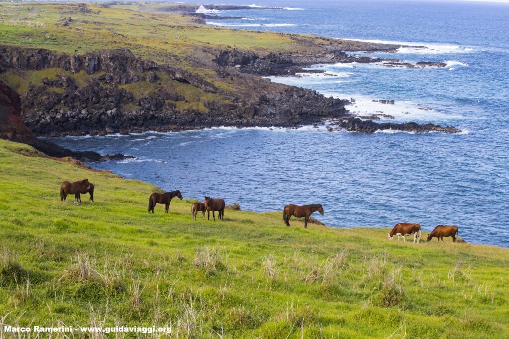 Cavalli, Isola di Pasqua, Cile. Autore e Copyright Marco Ramerini