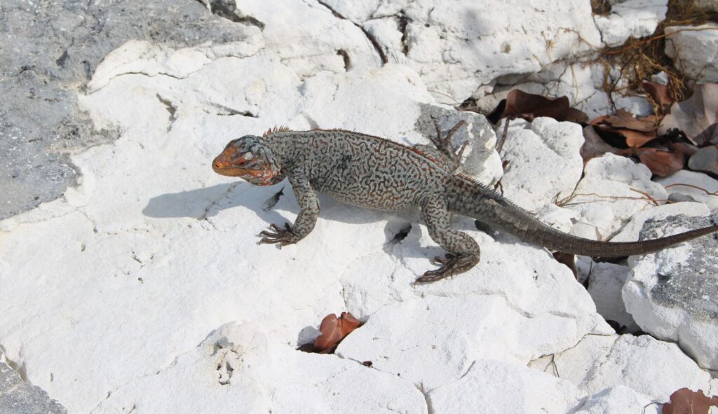 Iguana, Sandy Cay, Exumas, Bahamas. Author and Copyright Marco Ramerini