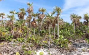 La tipica vegetazione dell'isola principale, Sandy Cay, Exumas, Bahamas. Autore e Copyright Marco Ramerini