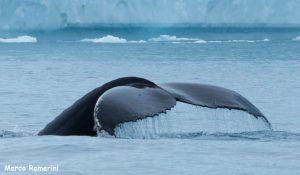 Balena nella Disko Bay, Groenlandia. Autore e Copyright Marco Ramerini