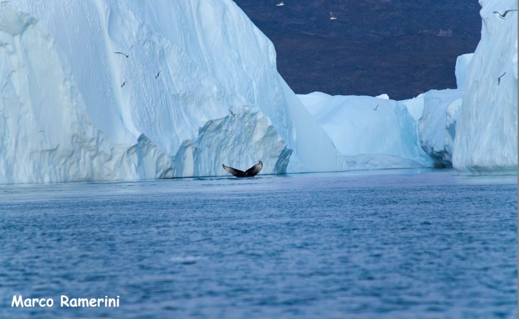 Balena tra i ghiacci. Autore e Copyright Marco Ramerini