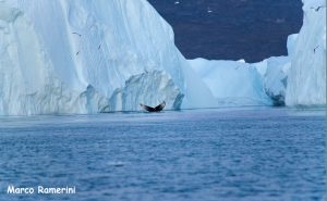 Balena tra i ghiacci, Groenlandia. Autore e Copyright Marco Ramerini