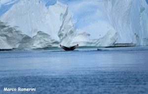Balene tra gli icebergs, Groenlandia. Autore e Copyright Marco Ramerini