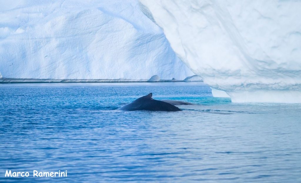 Balene tra i ghiacci, Groenlandia. Autore e Copyright Marco Ramerini