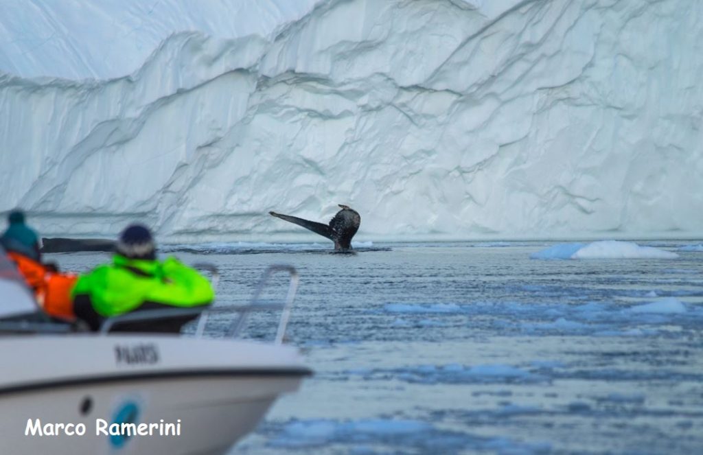 Caccia fotografica alle balene, Disko Bay, Groenlandia. Autore e Copyright Marco Ramerini