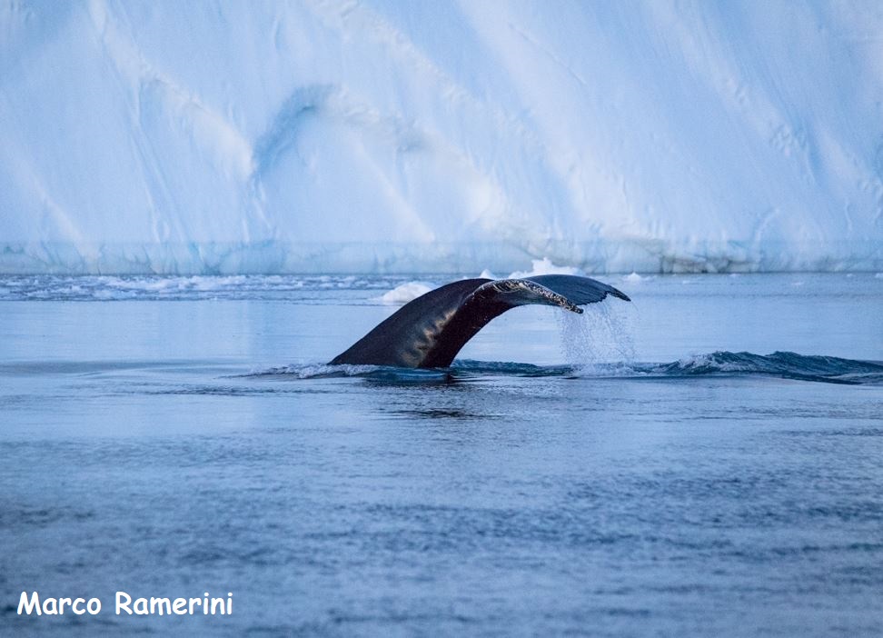 Coda di balena, Disko bay, Groenlandia. Autore e Copyright Marco Ramerini