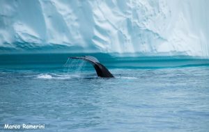 La coda di una Balena, Groenlandia. Autore e Copyright Marco Ramerini