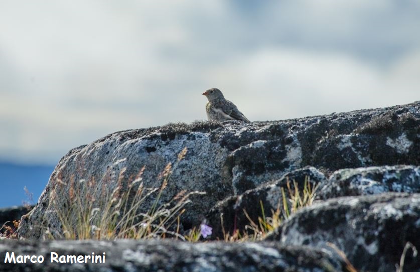 Uccellino artico, Groenlandia. Autore e Copyright Marco Ramerini