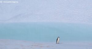 Pinguino (Chinstrap penguin), Antartide. Autore e Copyright Marco Ramerini
