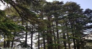 La foresta dei Cedri di Dio, Libano. Autore e Copyright Marco Ramerini